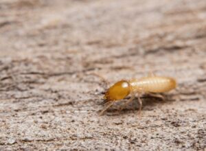 ¿Por qué salen las termitas?