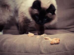 Por qué mi gato vomita