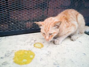 Gato vomita comida sin digerir