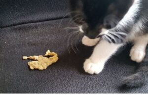 Gato vomita líquido amarillo