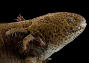 Descubre por qué el ajolote es patrimonio biocultural y símbolo vivo de identidad, historia y biodiversidad mexicana.