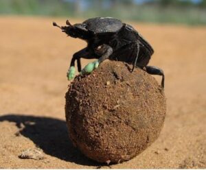 Por qué los escarabajos llevan popó