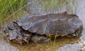 ¿La tortuga matamata es peligrosa?