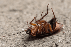 Por qué las cucarachas mueren patas arriba