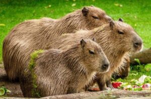 ¿Por qué los capibaras están en peligro de extinción?