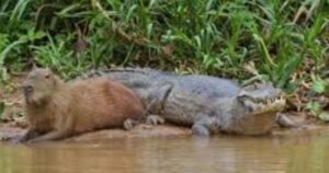 ¿Por qué los capibaras son tan amigables con los cocodrilos?