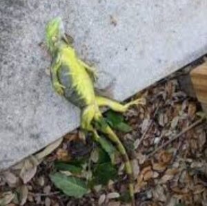 ¿Por qué las iguanas se congelan?