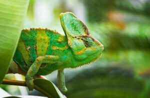 Descubre por qué el camaleón cambia de color, cómo funciona su piel y qué significa este proceso naturalmente.