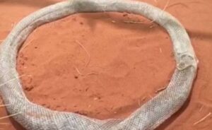 ¿Por qué las serpientes se comen a sí mismas?