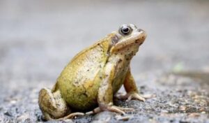 ¿Por qué los sapos entran a las casas?
