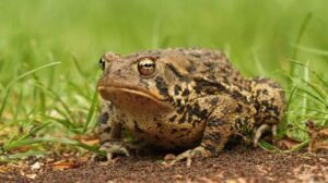 ¿Por qué los sapos hacen ruido?