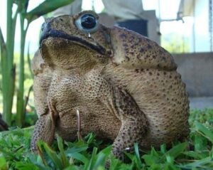 ¿Por qué los sapos se inflan?