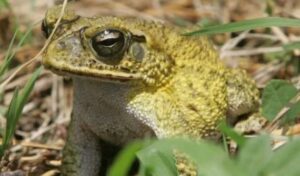 ¿Por qué los sapos vuelven al mismo lugar?