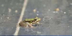 ¿Por qué llueven sapos?