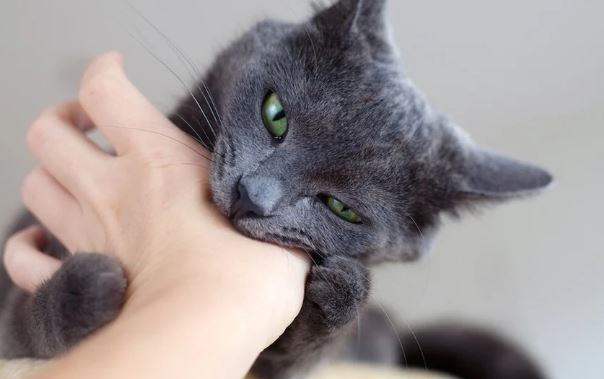 ¿Por qué mi gato me muerde la mano suavemente?