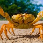 ¿Por qué los cangrejos están en peligro de extinción?