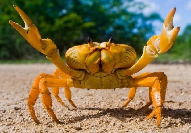 ¿Por qué los cangrejos están en peligro de extinción?