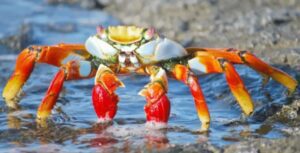 ¿Por qué los cangrejos pueden respirar fuera del agua?