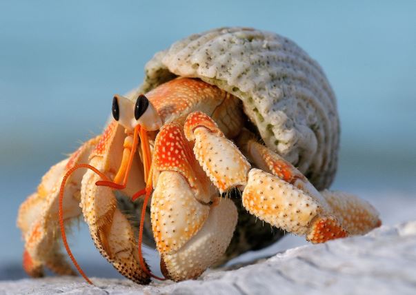 ¿Por qué los cangrejos cambian de caparazón?