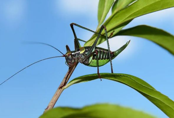 Por qué los grillos no se matan