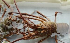 ¿Por qué las langostas se cocinan vivas?