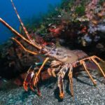 Por qué las langostas no envejecen