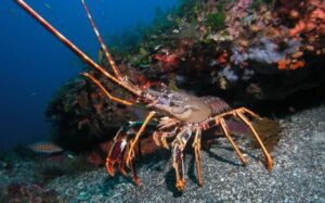 Por qué las langostas no envejecen