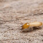 ¿Por qué salen las termitas?