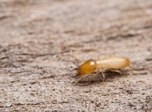 ¿Por qué salen las termitas?