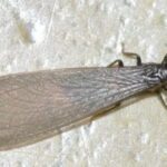 Por qué las termitas pierden sus alas