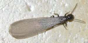 Por qué las termitas pierden sus alas