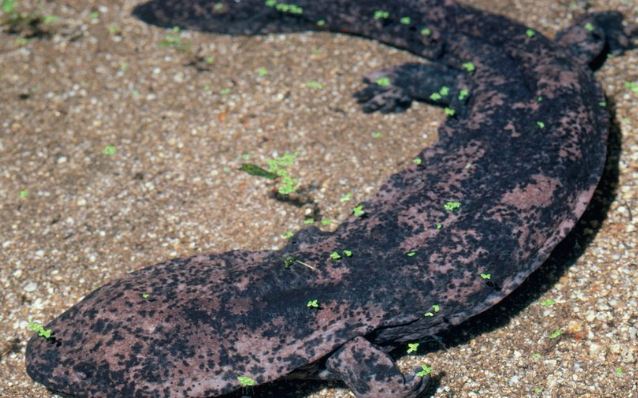 ¿Cuál es la salamandra más grande del mundo?