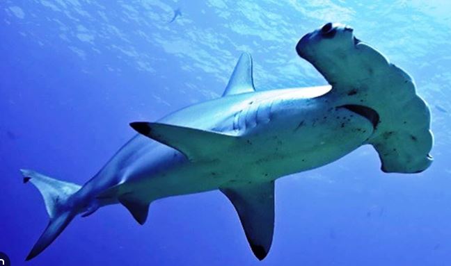 ¿Por qué el tiburón martillo está en peligro de extinción?