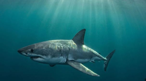 Por qué el tiburón blanco está en peligro de extinción
