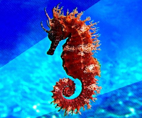 ¿El caballito de mar es ovovivíparo?