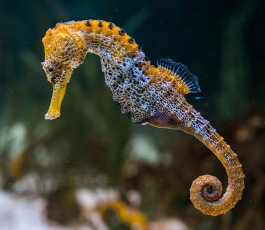 ¿El caballito de mar tiene huesos?