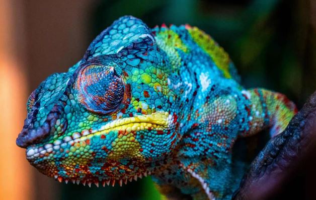 Por qué el camaleón se camufla