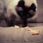 Por qué mi gato vomita