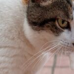 Mi gato vomita espuma blanca en la mañana