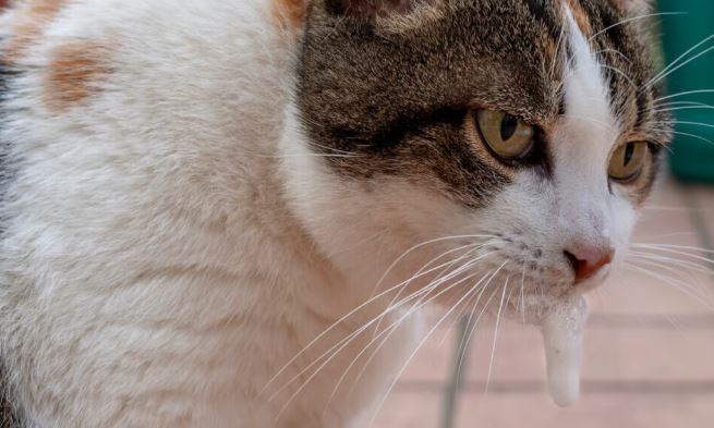 Mi gato vomita espuma blanca en la mañana