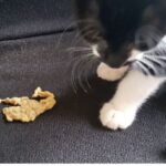 Gato vomita líquido amarillo