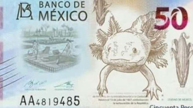 ¿Por qué el ajolote está en el billete de 50 pesos mexicanos