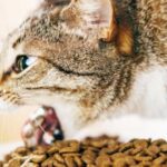 Gato vomita después de comer croquetas