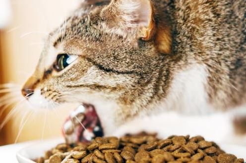 Gato vomita después de comer croquetas