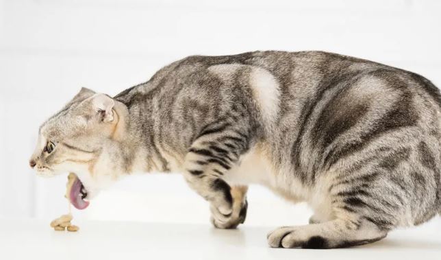 Gato vomita bolas de pelo todos los días