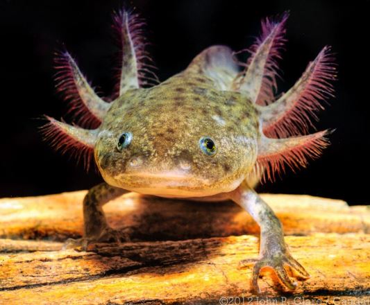 ¿Por qué el ajolote es una especie endémica?