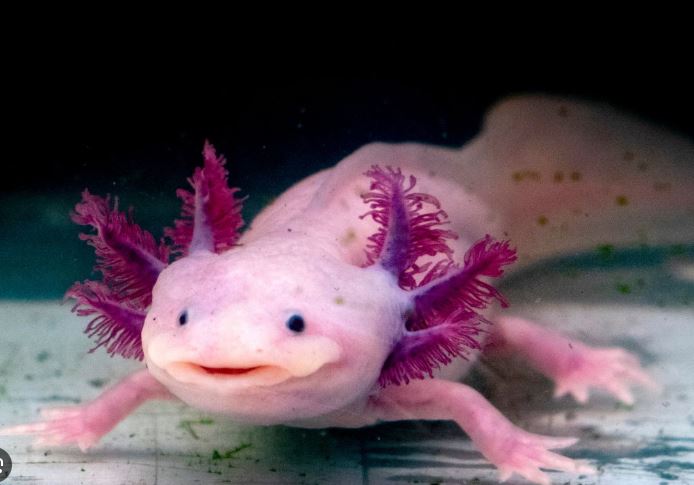 ¿Por qué el ajolote es un pez?