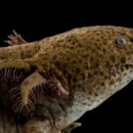 Descubre por qué el ajolote es patrimonio biocultural y símbolo vivo de identidad, historia y biodiversidad mexicana.