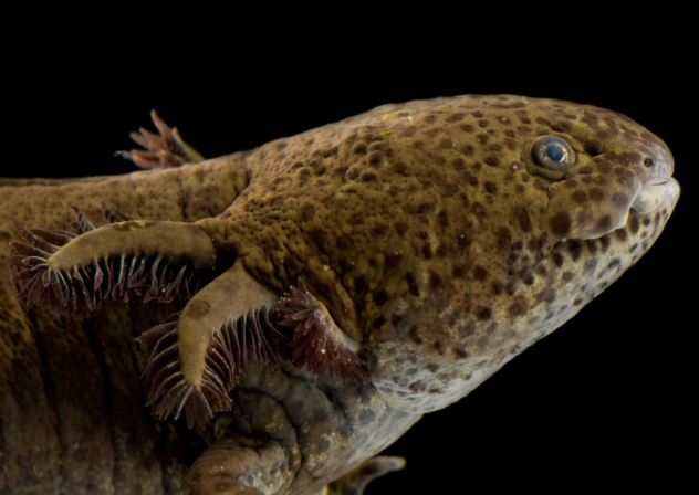 ¿Por qué el ajolote representa parte del patrimonio biocultural?