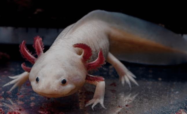 El ajolote no es rosa por naturaleza